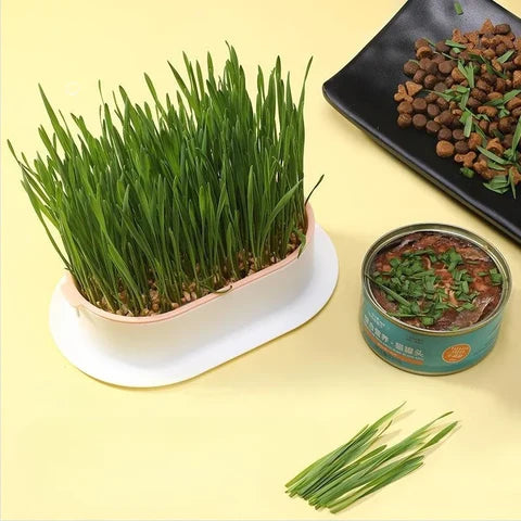 Kit de Culture d'Herbe à Chat Maison