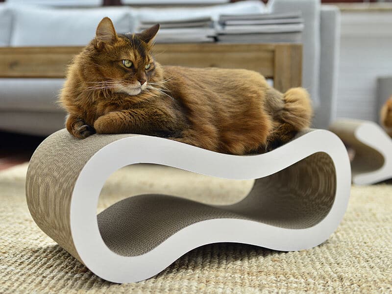 Des Griffes Heureuses : Griffoirs et Tapis