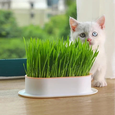 Kit de Culture d'Herbe à Chat Maison
