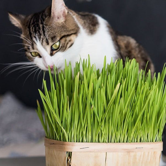 Kit de Culture d'Herbe à Chat Maison