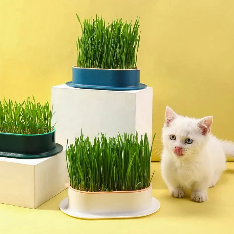 Kit de Culture d'Herbe à Chat Maison